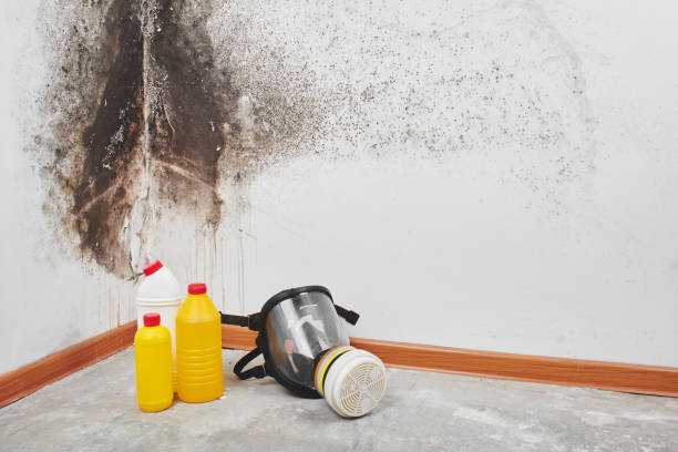 Best Mold Damage Repair  in South Les, AK