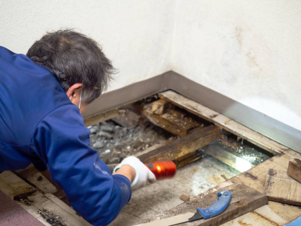 Best Mold Removal Company Near Me  in South Les, AK