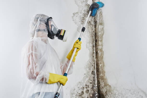 Best Affordable Mold Removal  in South Les, AK