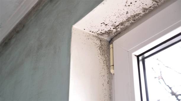 Best Attic Mold Removal  in South Les, AK