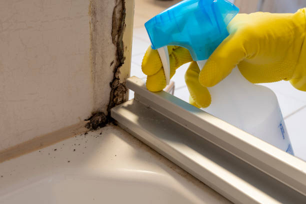 Best Mold Remediation Experts  in South Les, AK