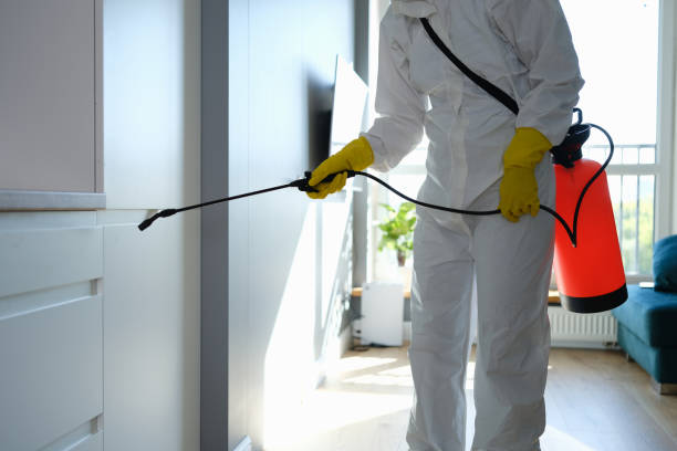 Best Home Mold Removal  in South Les, AK
