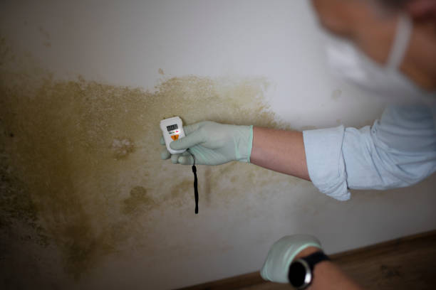 Best Certified Mold Removal  in South Les, AK