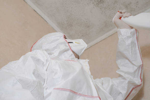 Best Best Mold Removal Companies  in South Les, AK