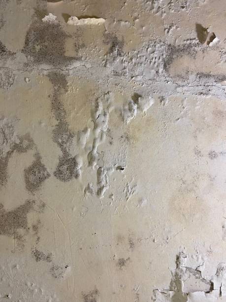Best Fast Mold Removal  in South Les, AK