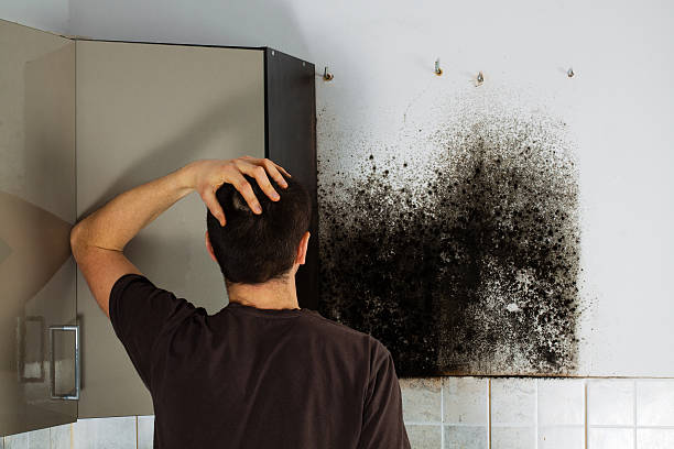 Best Residential Mold Removal  in South Les, AK
